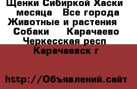 Щенки Сибиркой Хаски 2 месяца - Все города Животные и растения » Собаки   . Карачаево-Черкесская респ.,Карачаевск г.